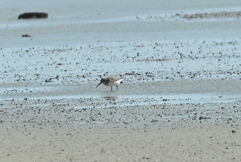 Sumpfläufer - ML645509385