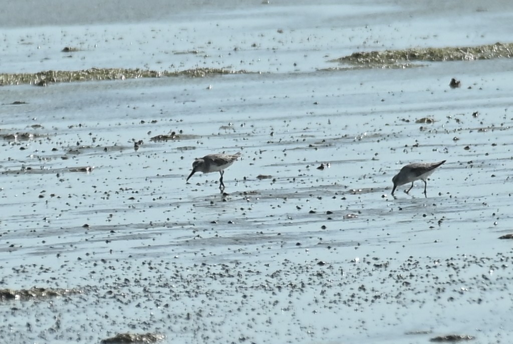 Sumpfläufer - ML645509387