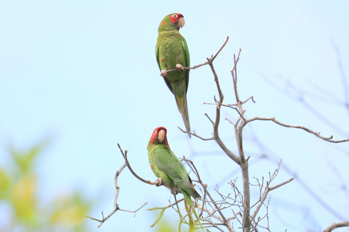 Rotmaskensittich - ML645509388