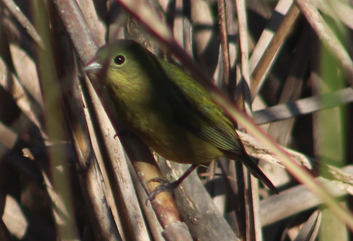 Papstfink - ML645509389