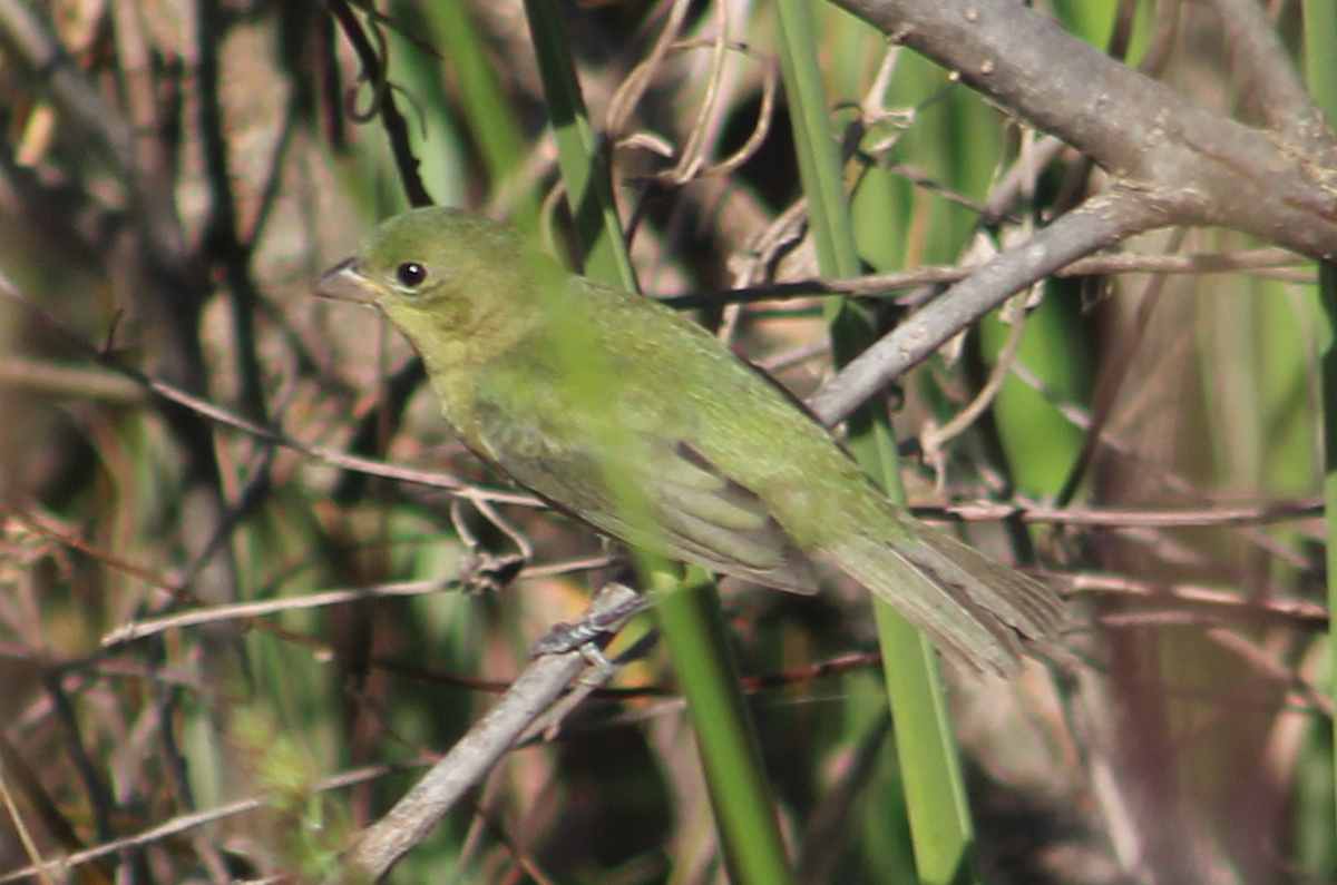 Papstfink - ML645509390