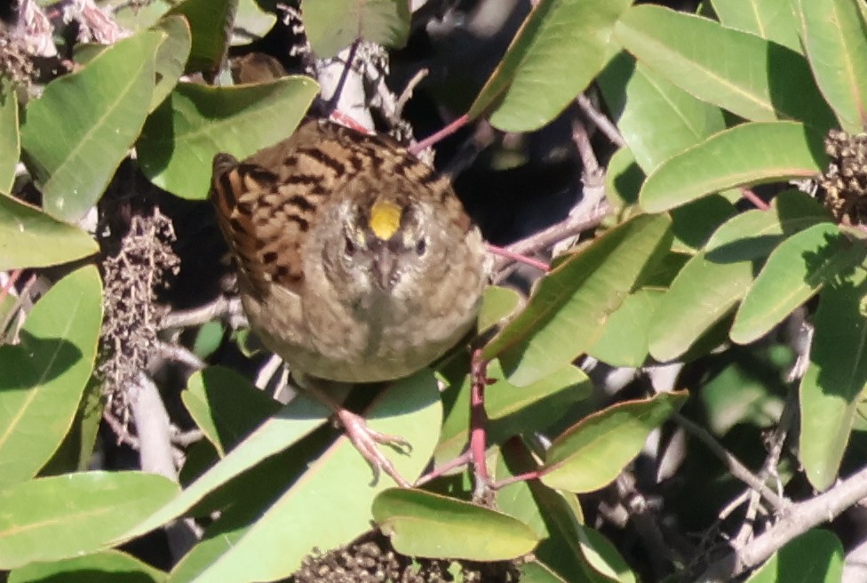 Kronenammer - ML645509391