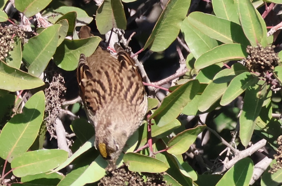 Kronenammer - ML645509392