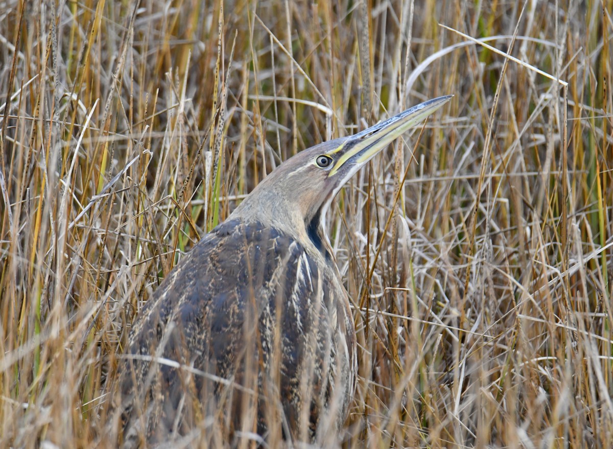 Schwarzbart-Rohrdommel - ML645509393