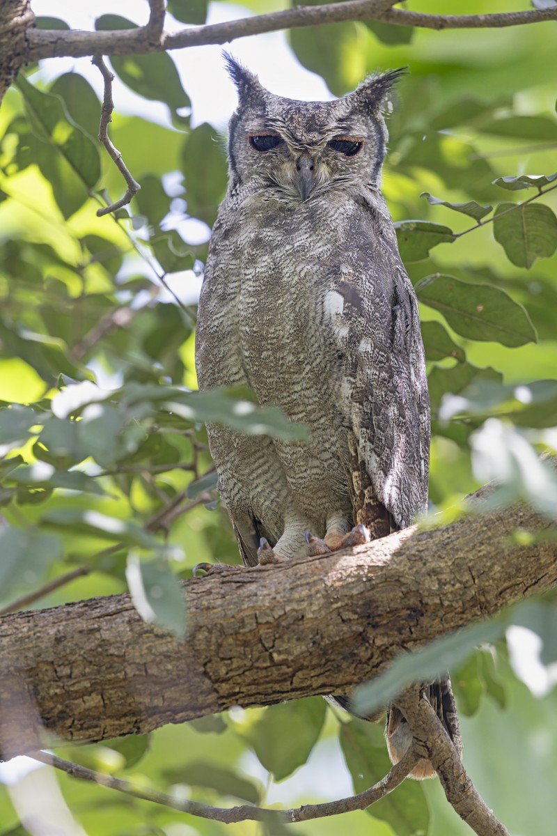 Grauuhu - ML645509396