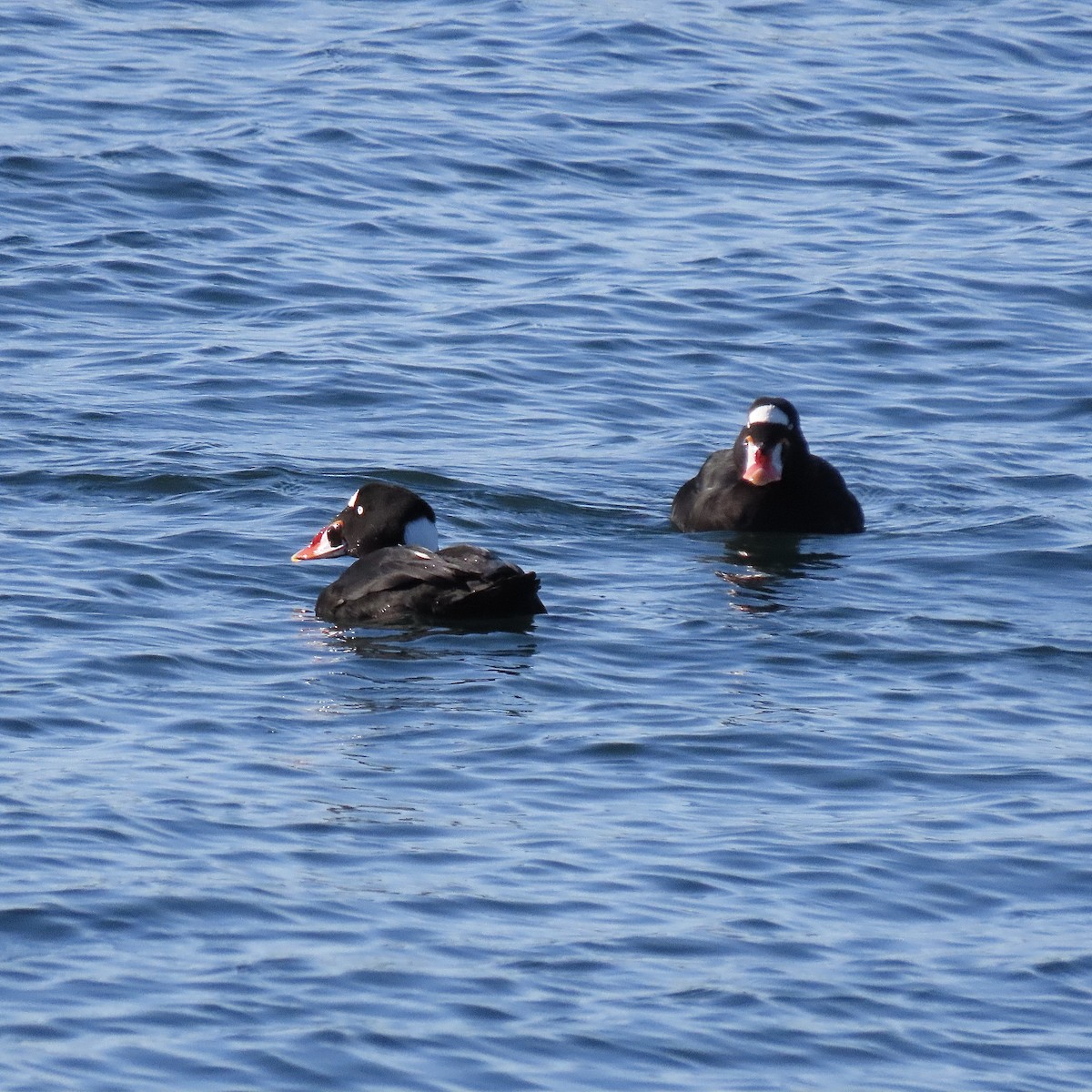 Brillenente - ML645509397