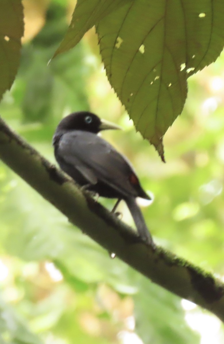 Zinnoberbürzelkassike - ML645509399