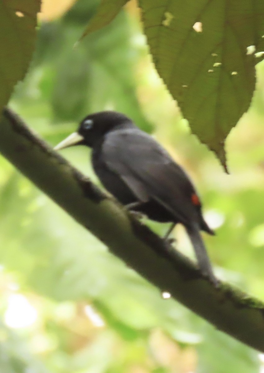 Zinnoberbürzelkassike - ML645509400