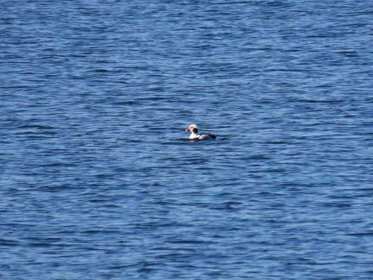 Eisente - ML645509401