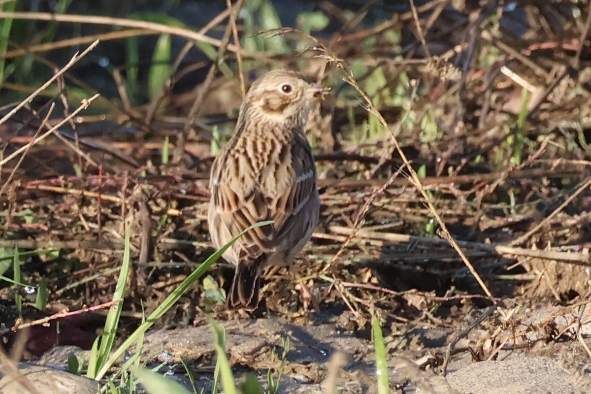 Abendammer - ML645509403