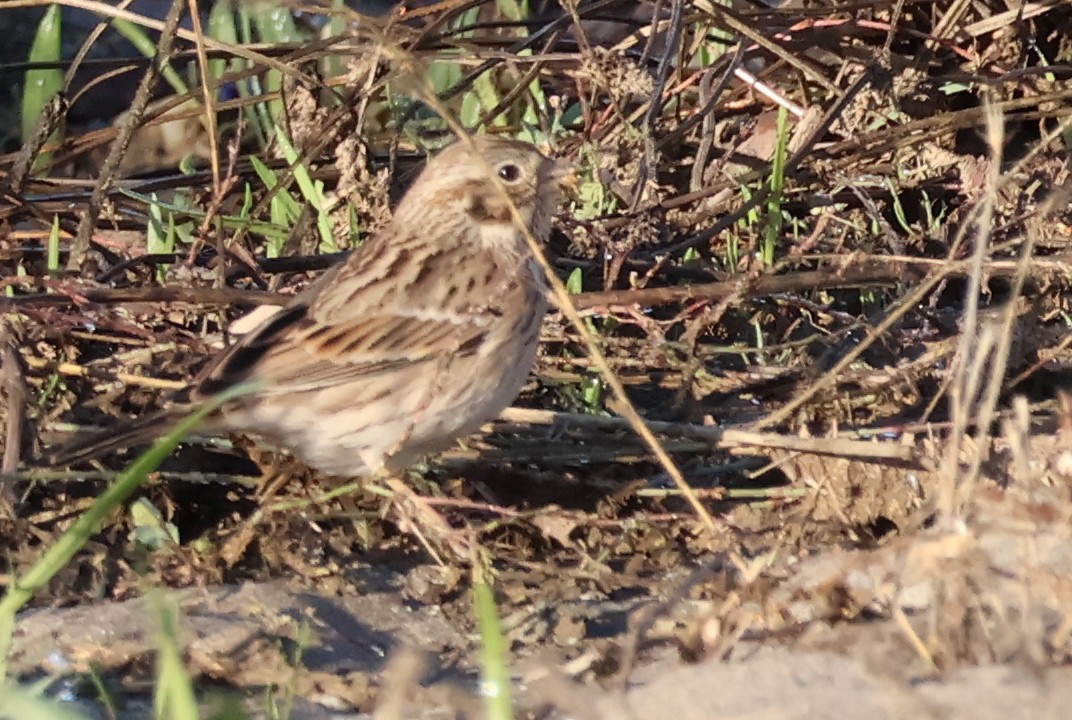 Abendammer - ML645509404