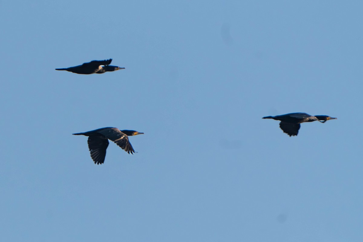 Kormoran - ML645509407