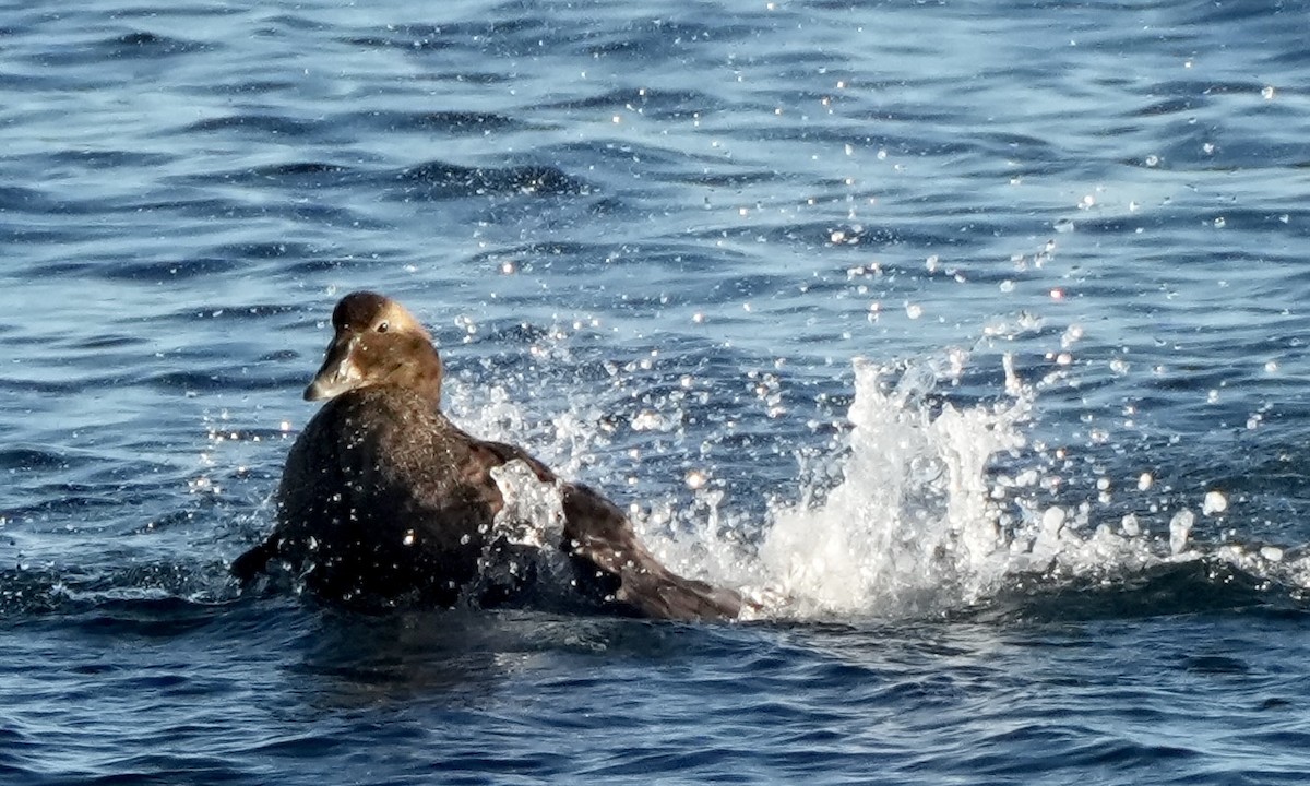 Eiderente - ML645509408