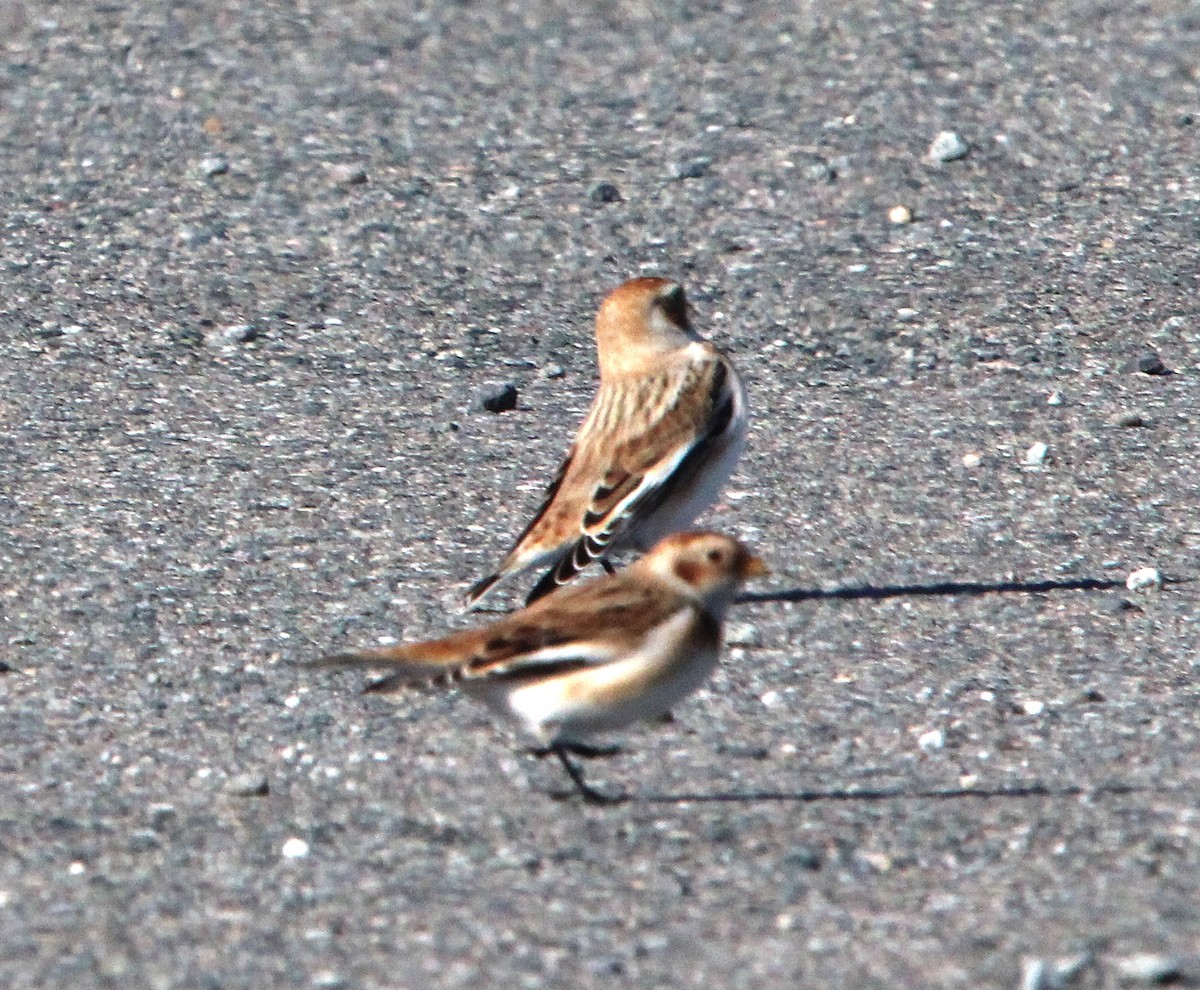 Schneeammer - ML645509414