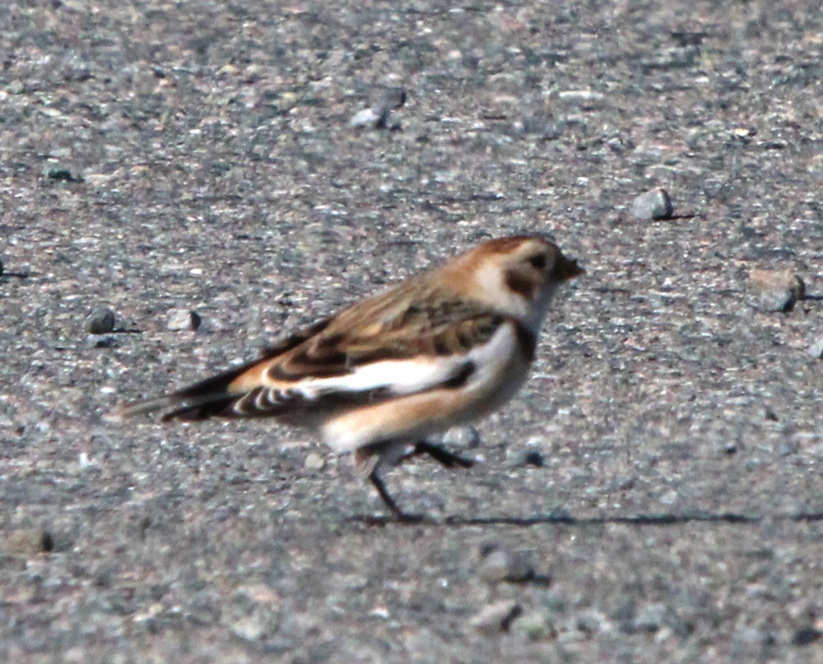 Schneeammer - ML645509415