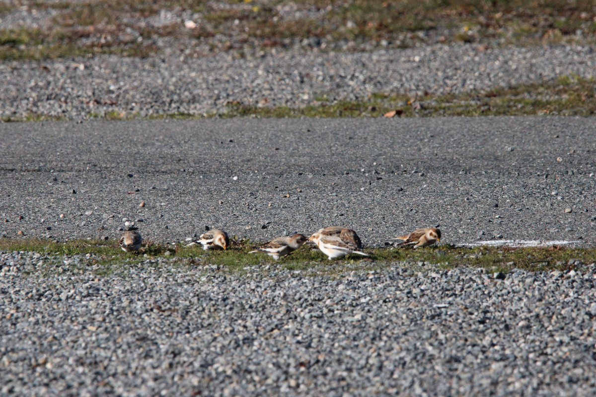 Schneeammer - ML645509417