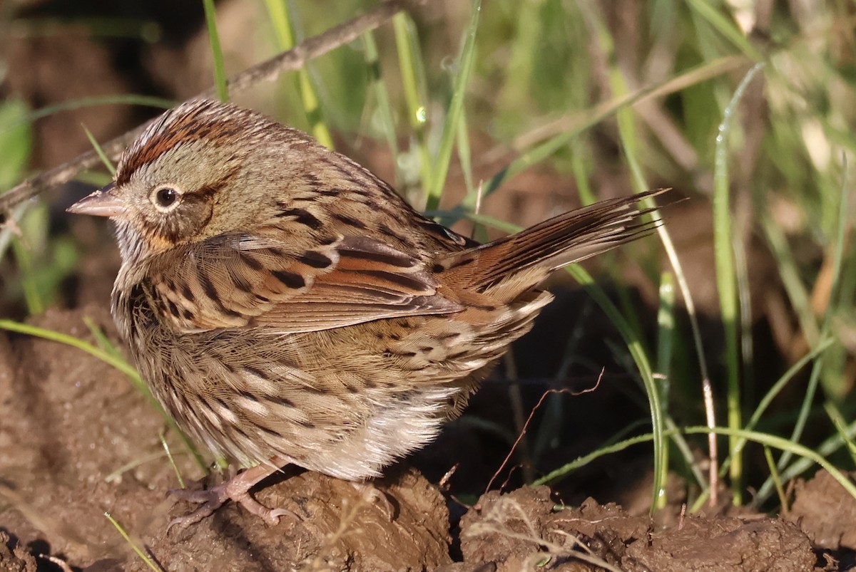 Lincolnammer - ML645509418