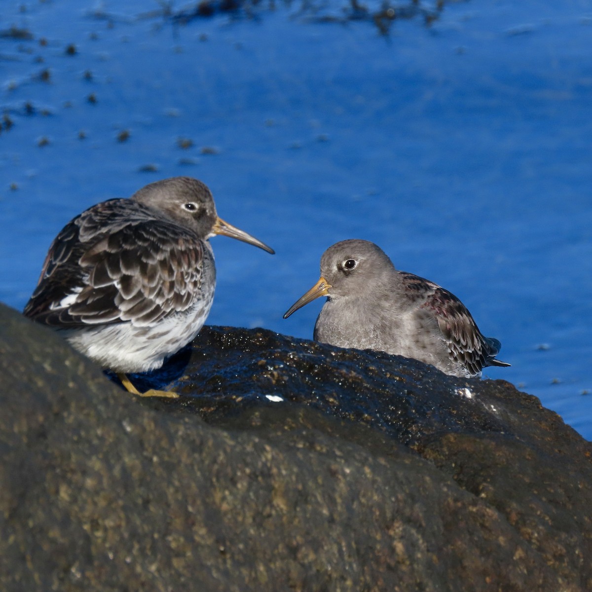 jespák mořský - ML645509421