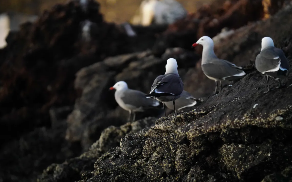 Heermannmöwe - ML645509428