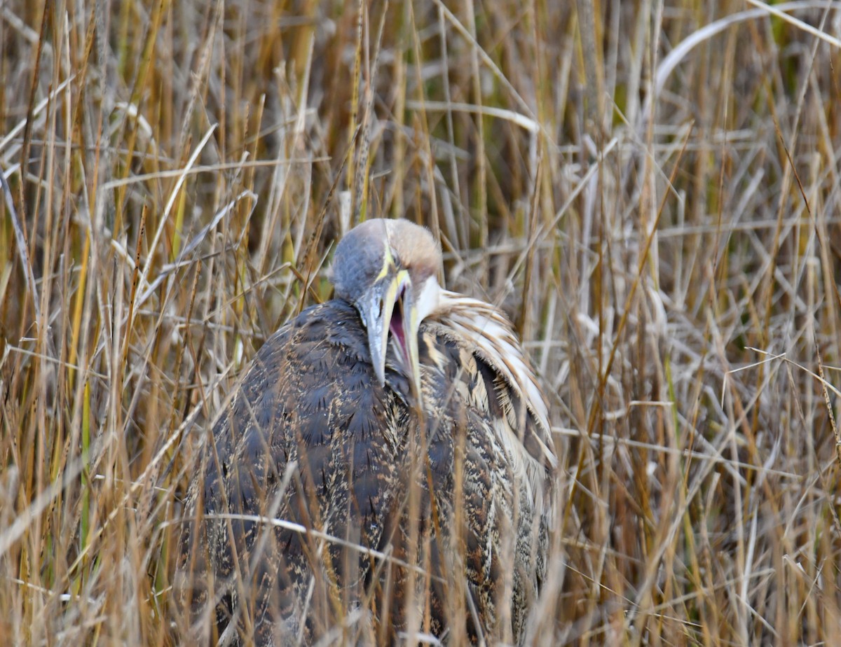 Бугай американський - ML645509430