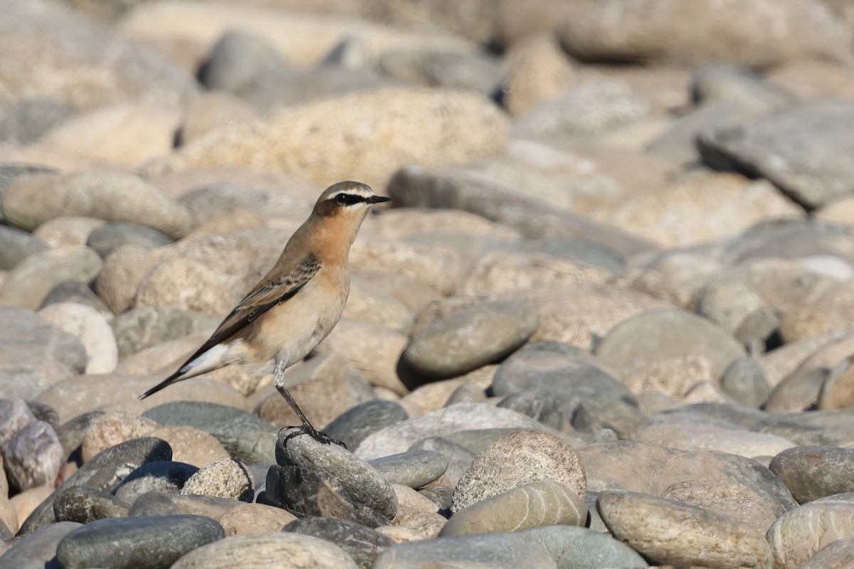 Northern Wheatear - ML645509434
