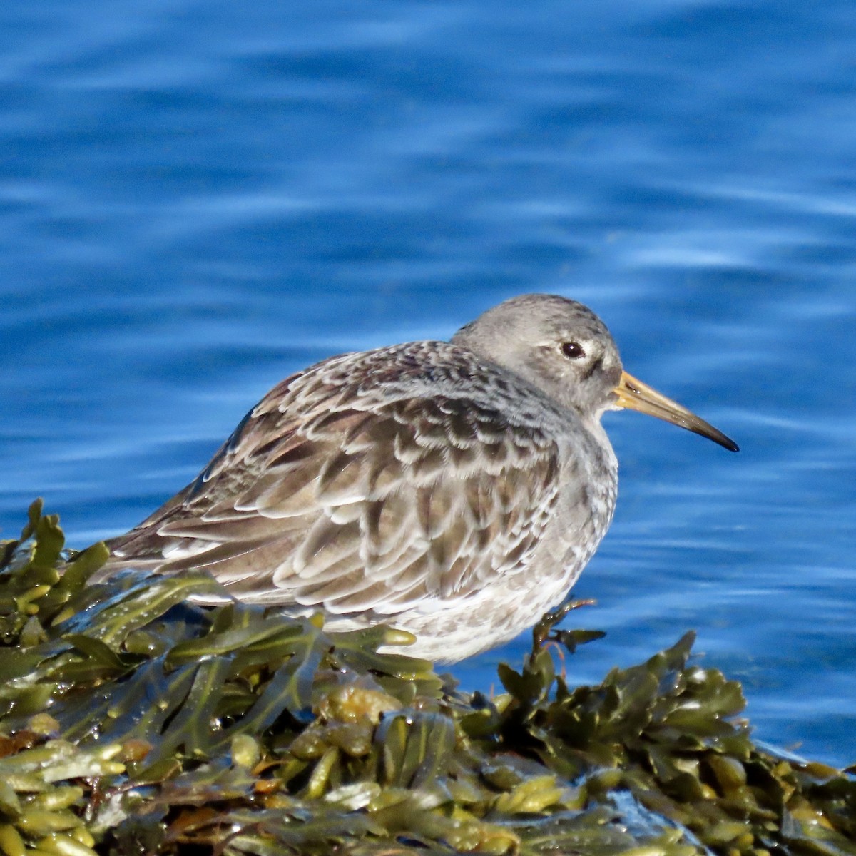 jespák mořský - ML645509436