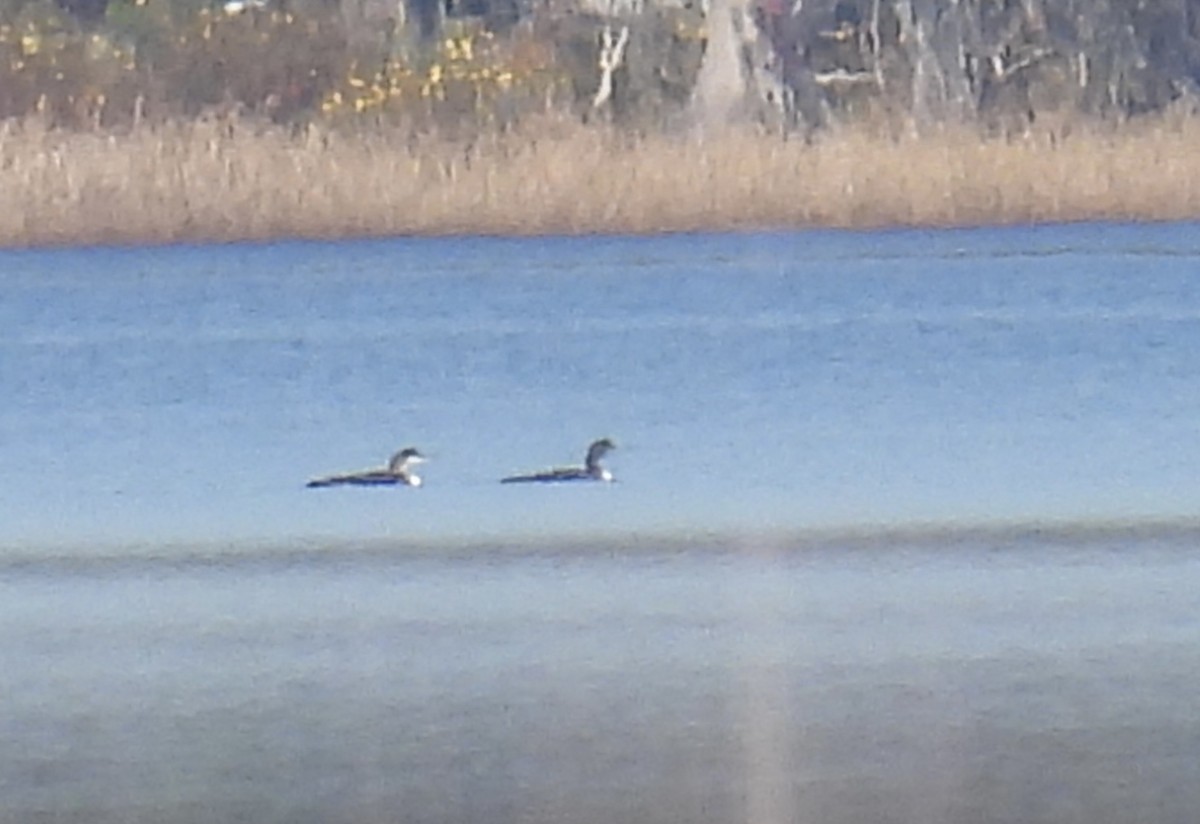 Common Loon - ML645509440