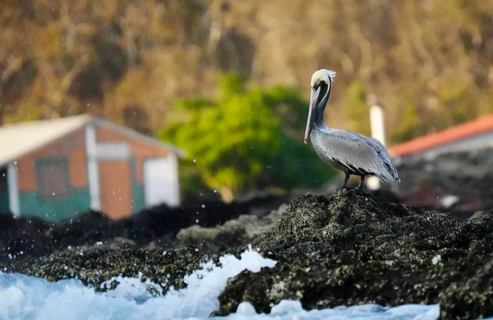 Brown Pelican (California) - ML645509452
