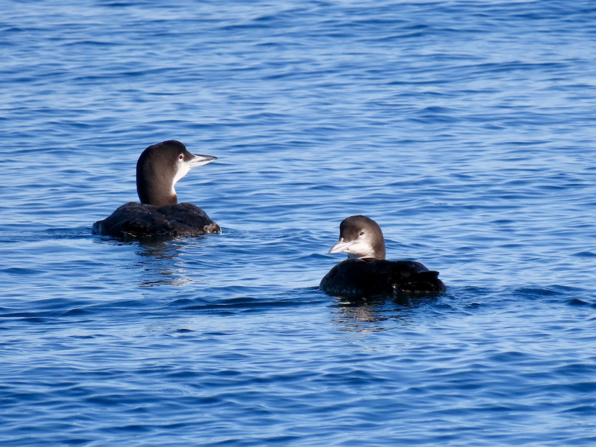 potáplice lední - ML645509454