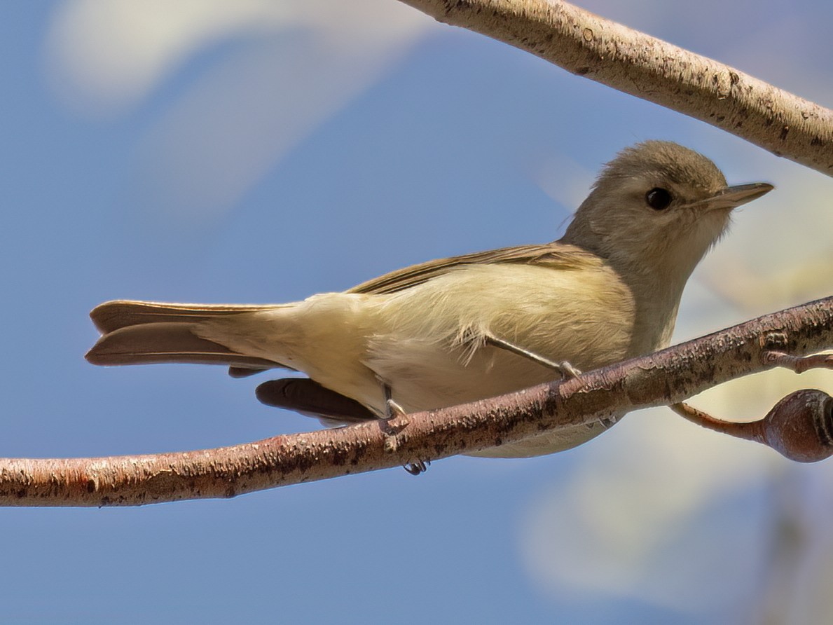 Western Warbling Vireo - ML645509457