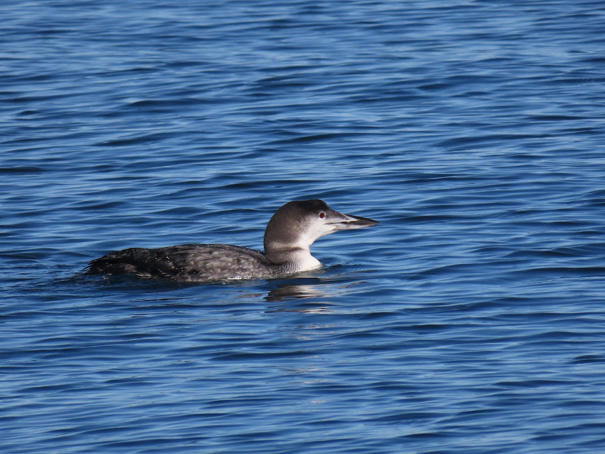 potáplice lední - ML645509466