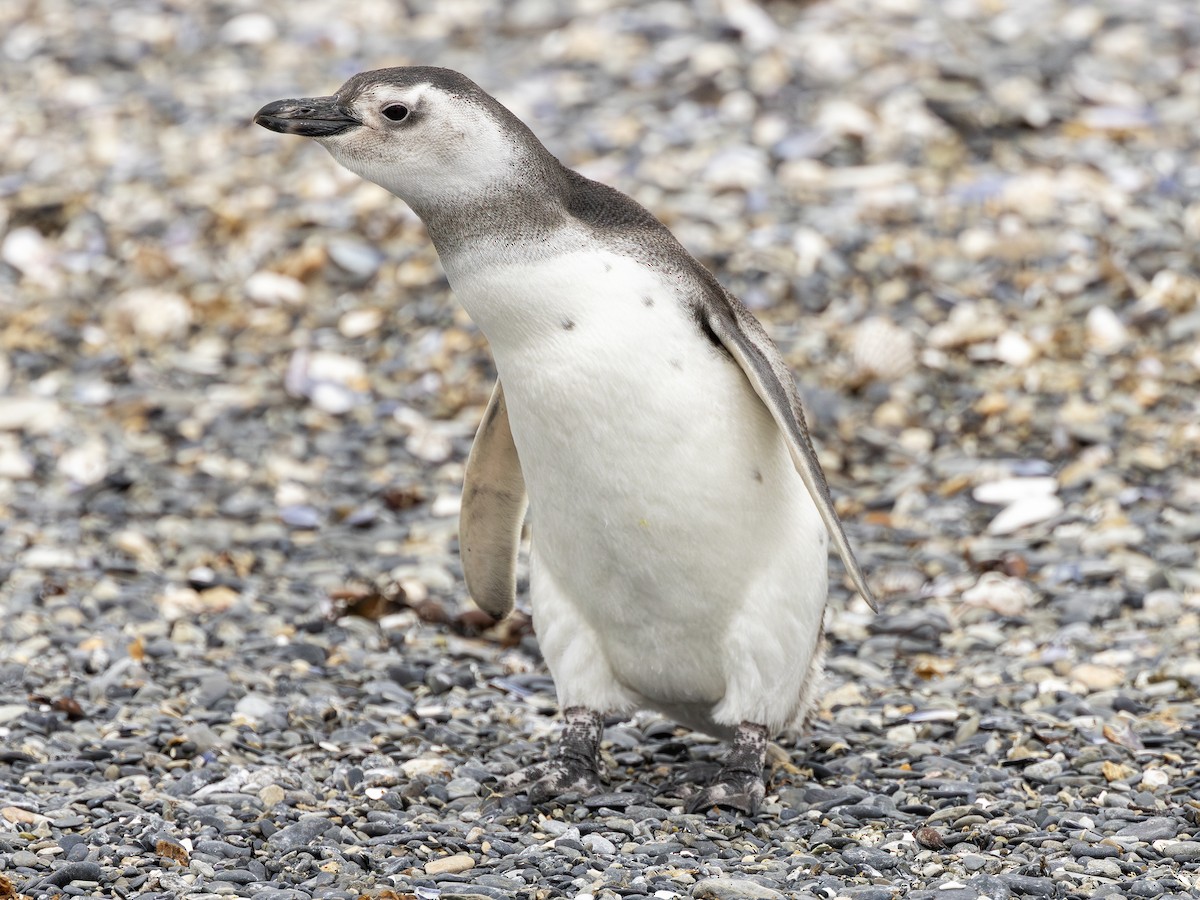 Magellanic Penguin - ML645509474