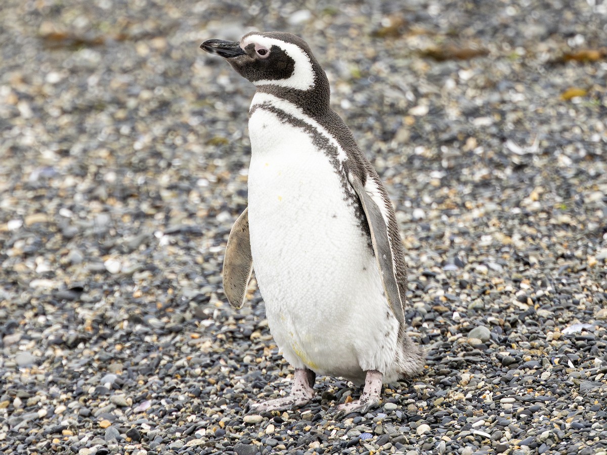Magellanic Penguin - ML645509475