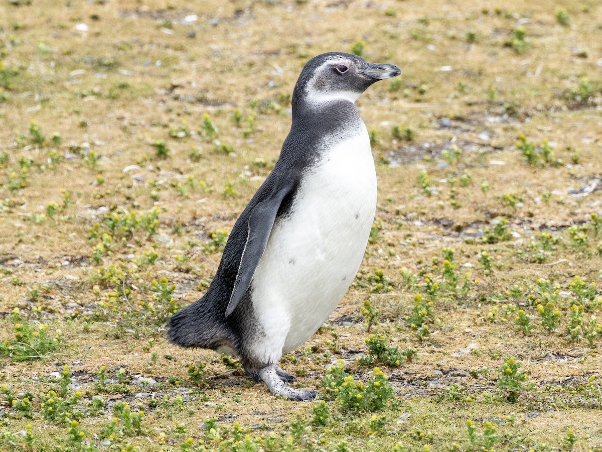 Magellanic Penguin - ML645509476