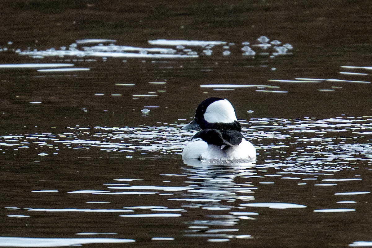 Bufflehead - ML645509477