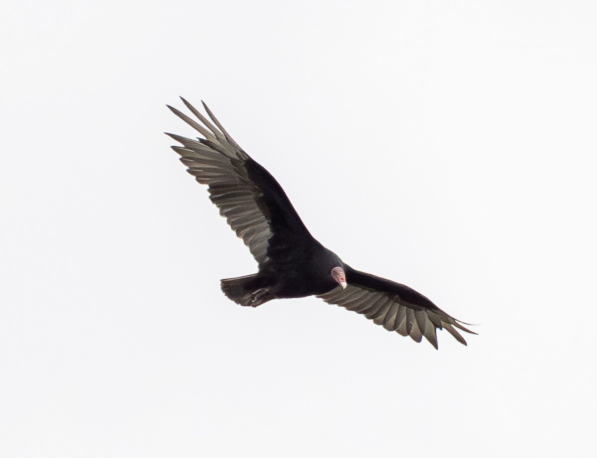Turkey Vulture (South Temperate) - ML645509481