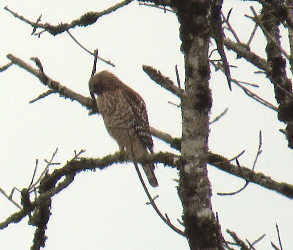 Red-shouldered Hawk - ML645509483