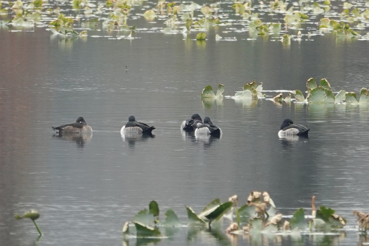 Ring-necked Duck - ML645509487
