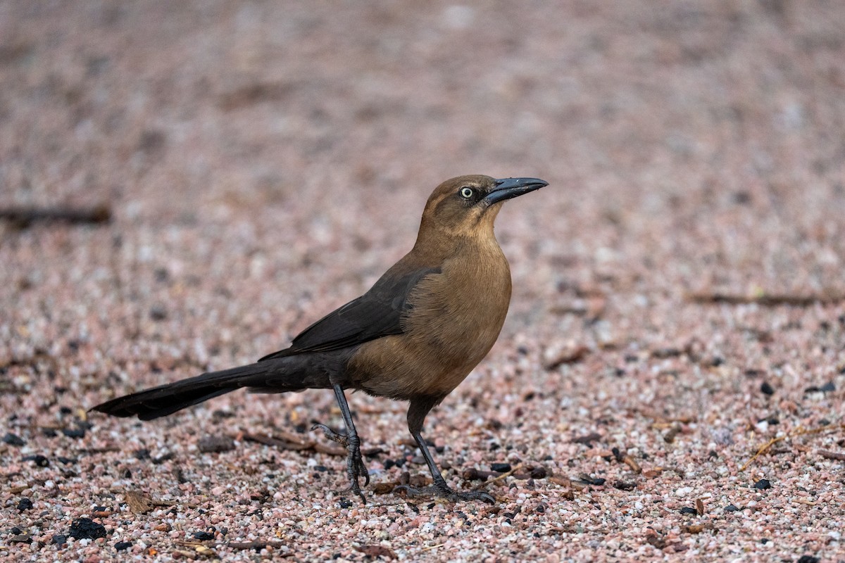Great-tailed Grackle - ML645509491
