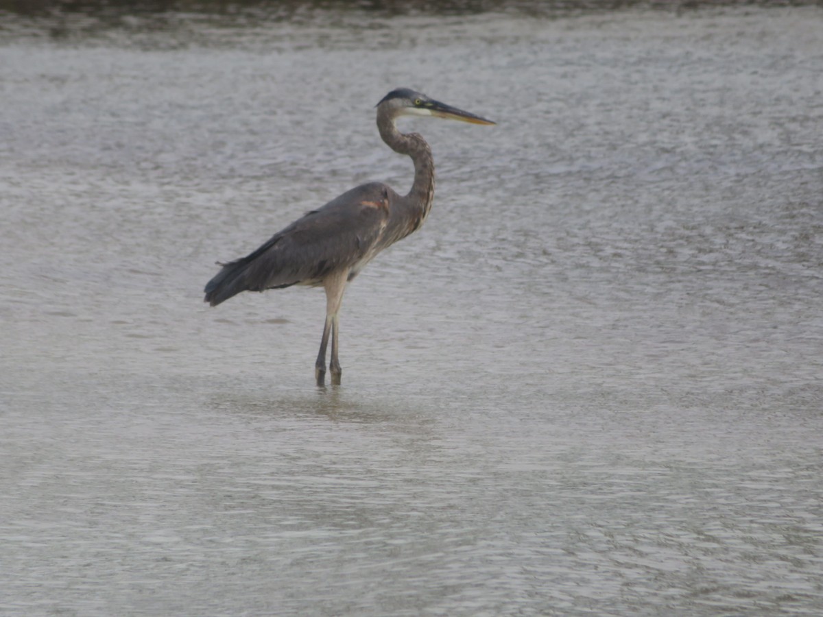 Great Blue Heron - ML645509492