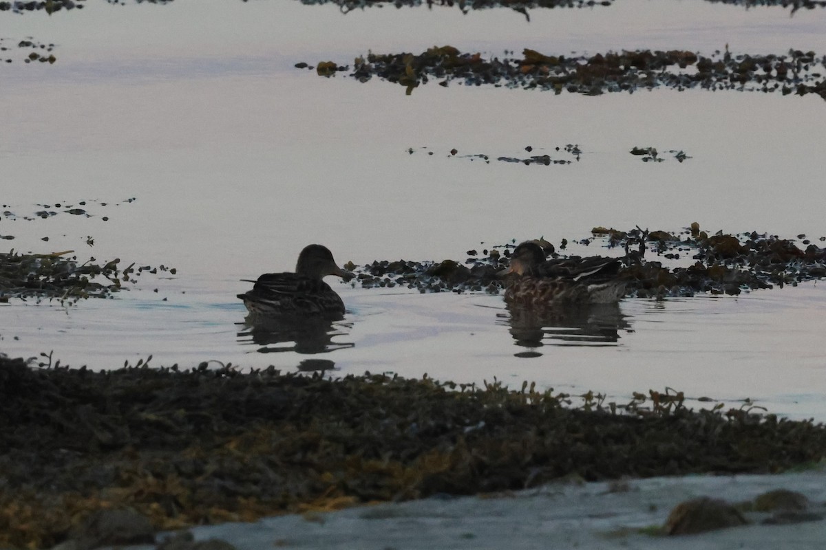 Green-winged Teal - ML645509493