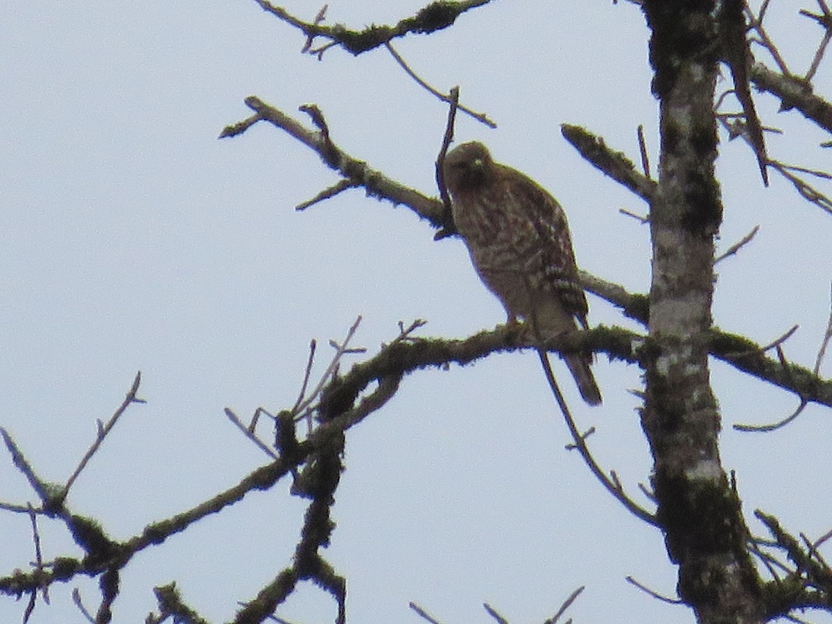 Red-shouldered Hawk - ML645509494