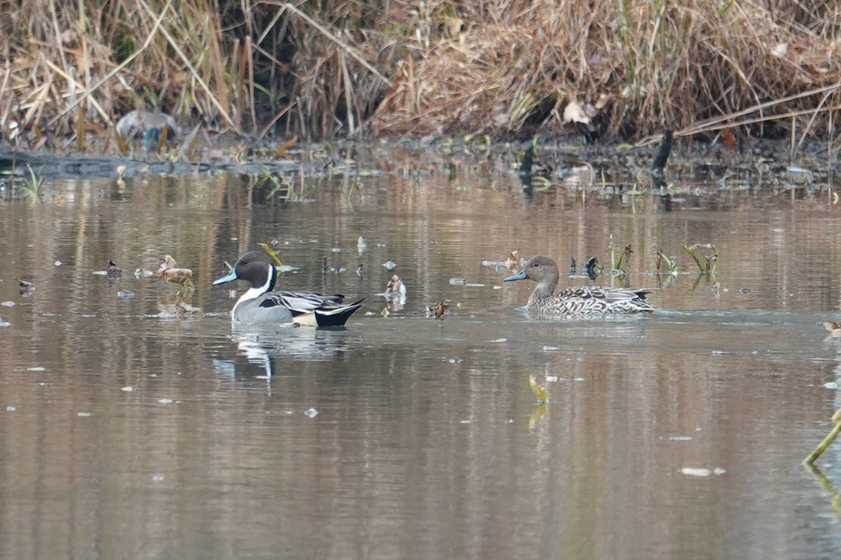 Northern Pintail - ML645509495
