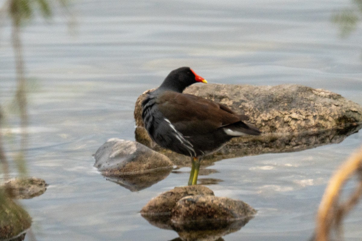 Common Gallinule - ML645509497