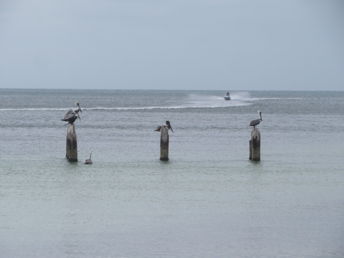 Brown Pelican - ML645509498