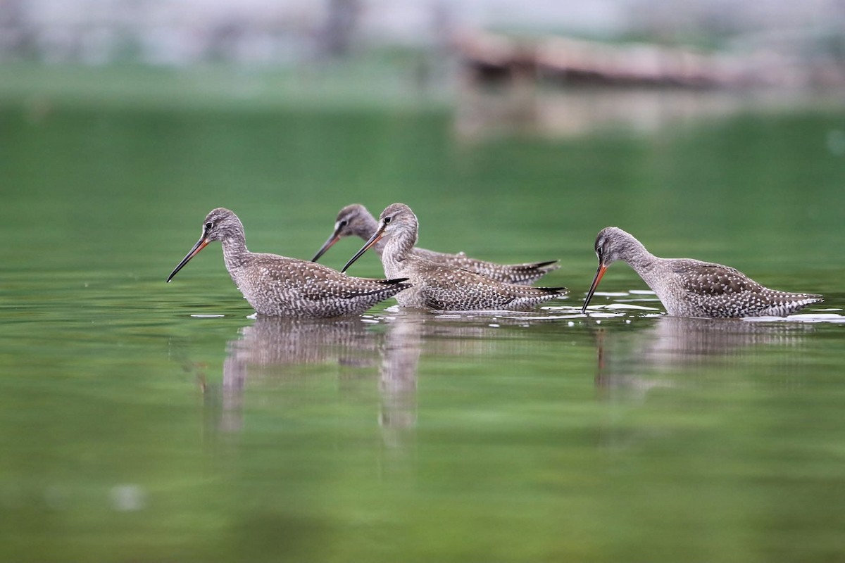 Spotted Redshank - ML645509499