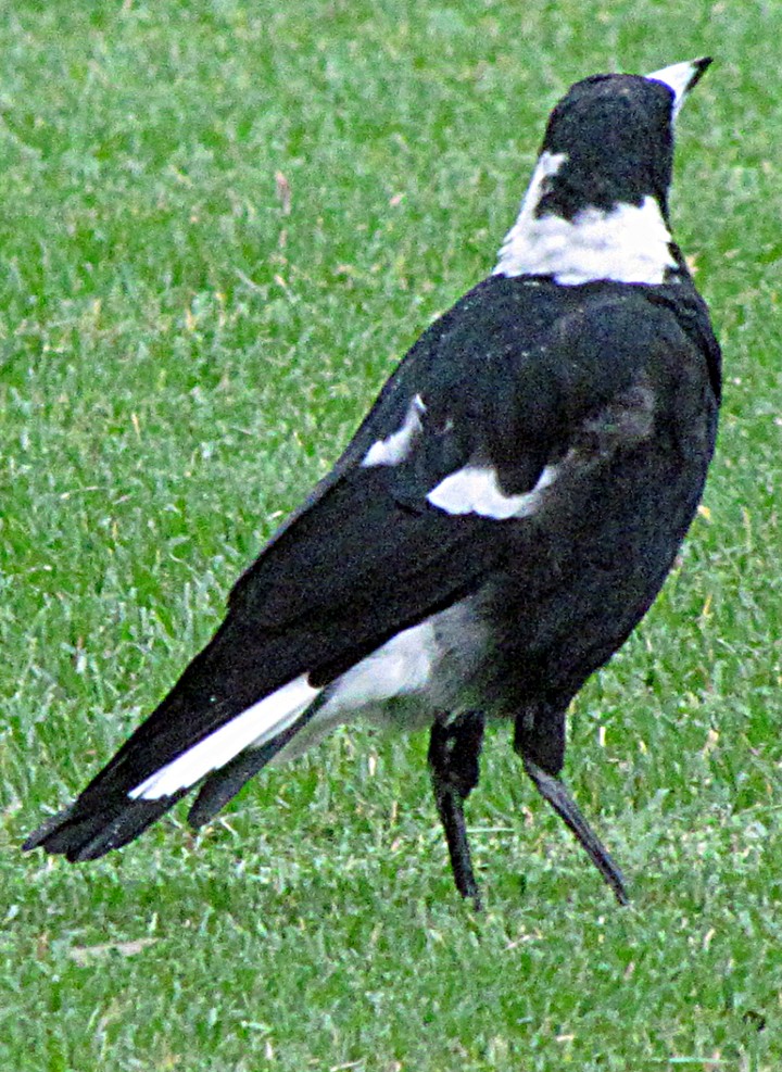 Australian Magpie - ML645509500