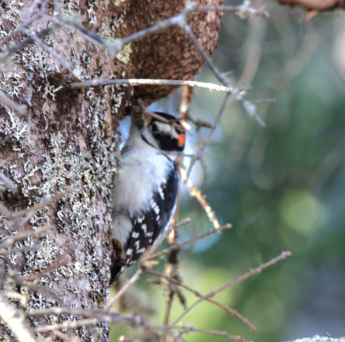 Hairy Woodpecker - ML645509501