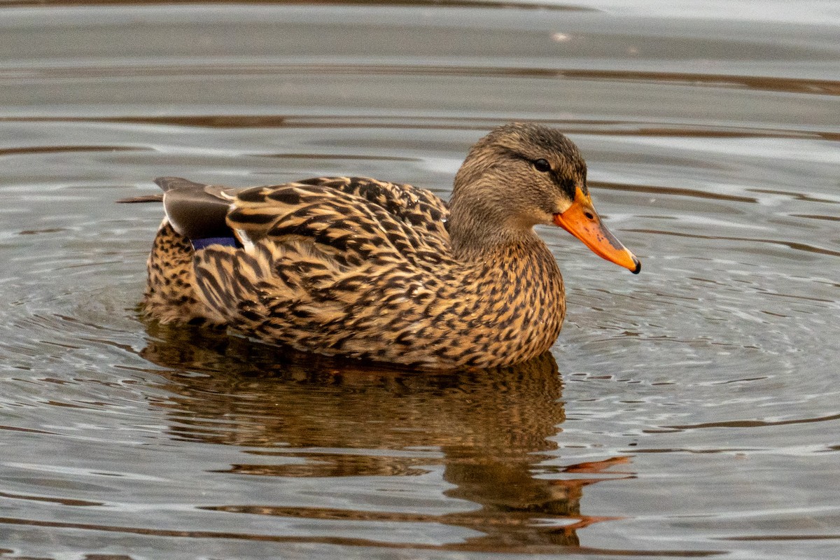 Mallard - ML645509503