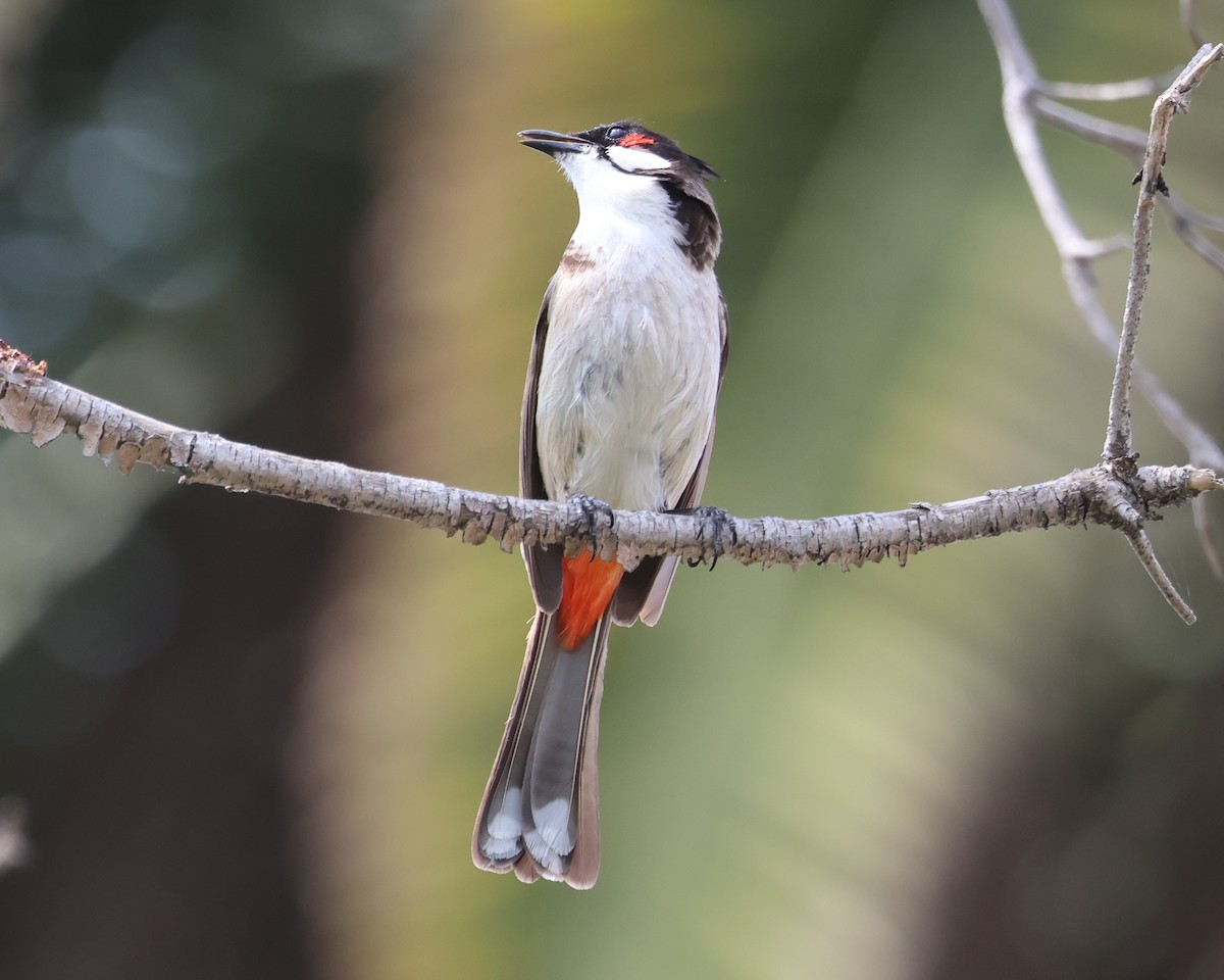 Red-whiskered Bulbul - ML645509506
